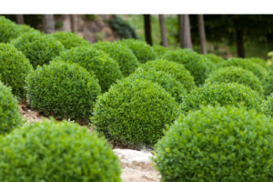 Monrovia Nursery - Petite Pillar Boxwood